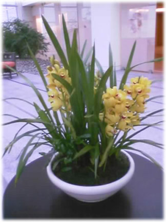 Orchid arrangements are an affordable and beautiful addition to any office