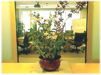 dendrobium orchid arrangement