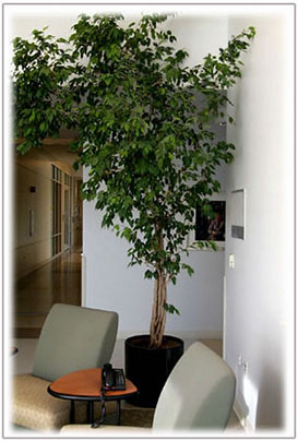 lease office ficus - Image