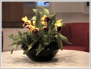 orchid arrangements image