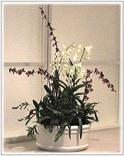 orchid rental image