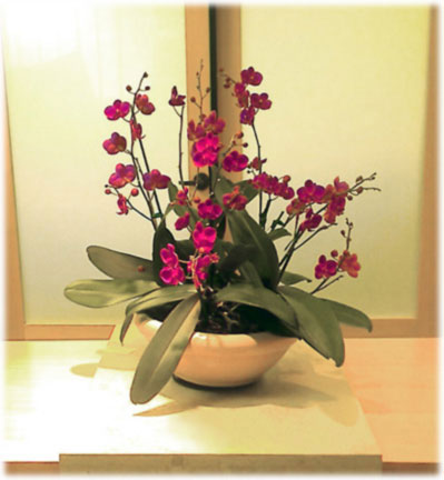 phal purple orchid rental