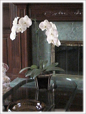 Orchid Image