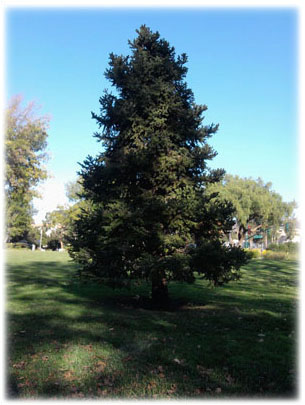 Planted Christmas Tree