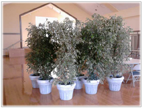 spearment ficus in greco mountain view.jpg